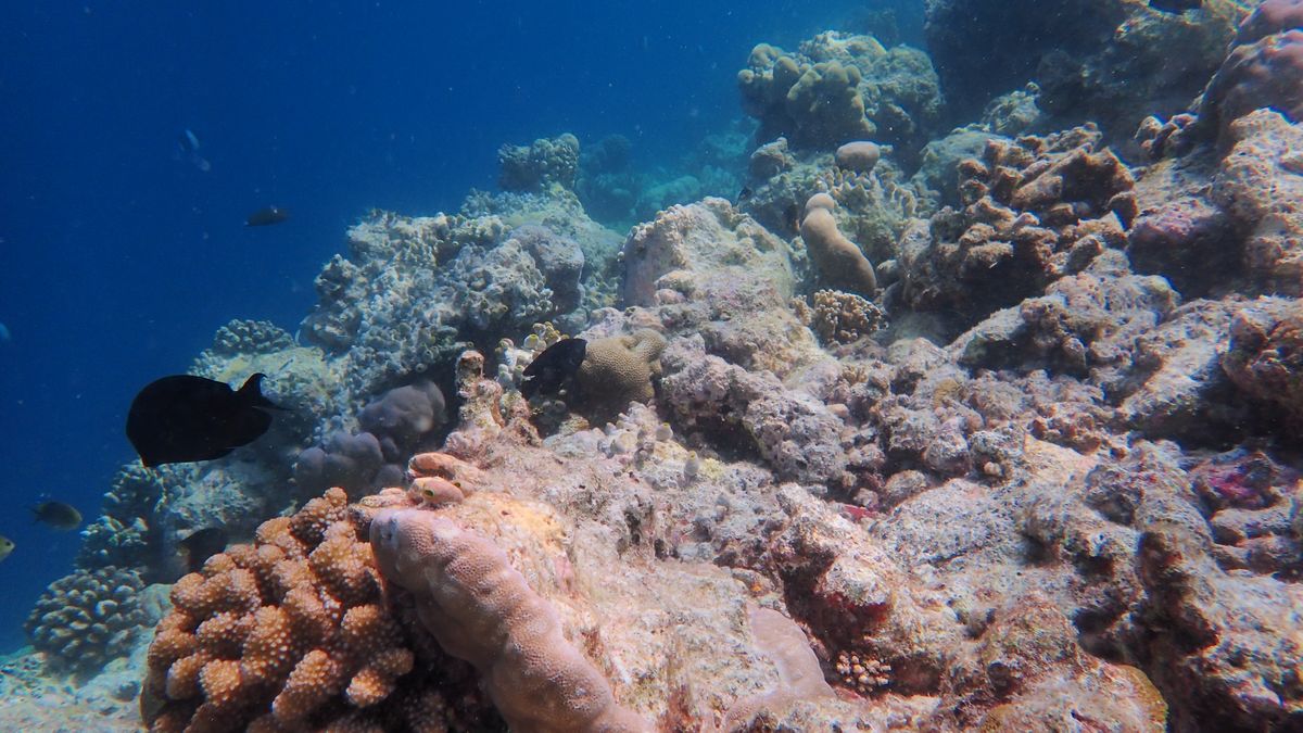Nová naděje pro korálové útesy – umělé oplodnění a zvuky ryb
